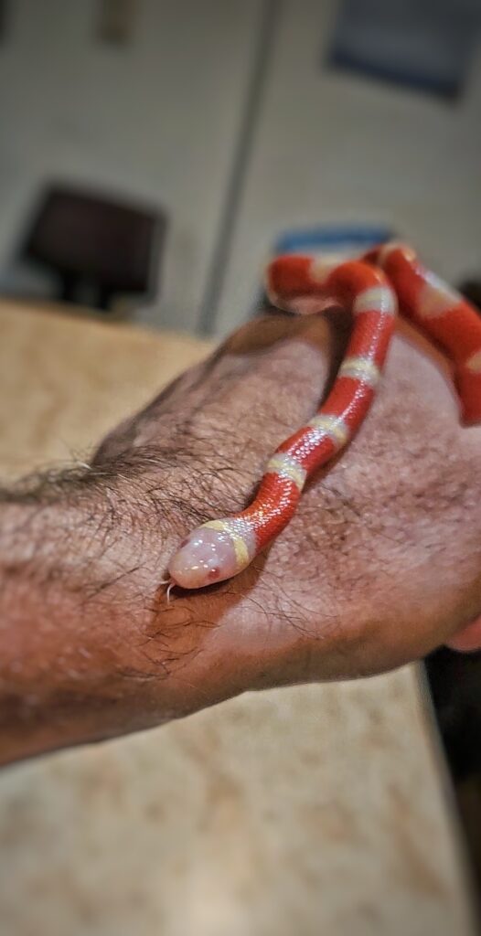 Nelson, Laurarium’s albino Nelson’s milk snake