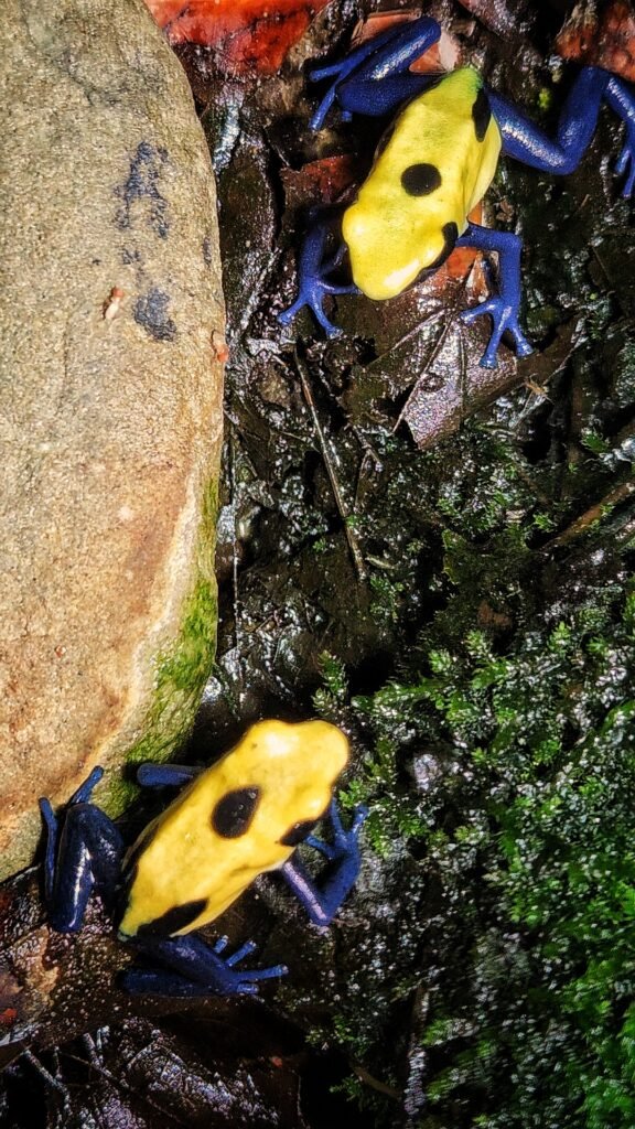 Drip and Dot, Laurarium’s Citronella dart frogs in their enclosure