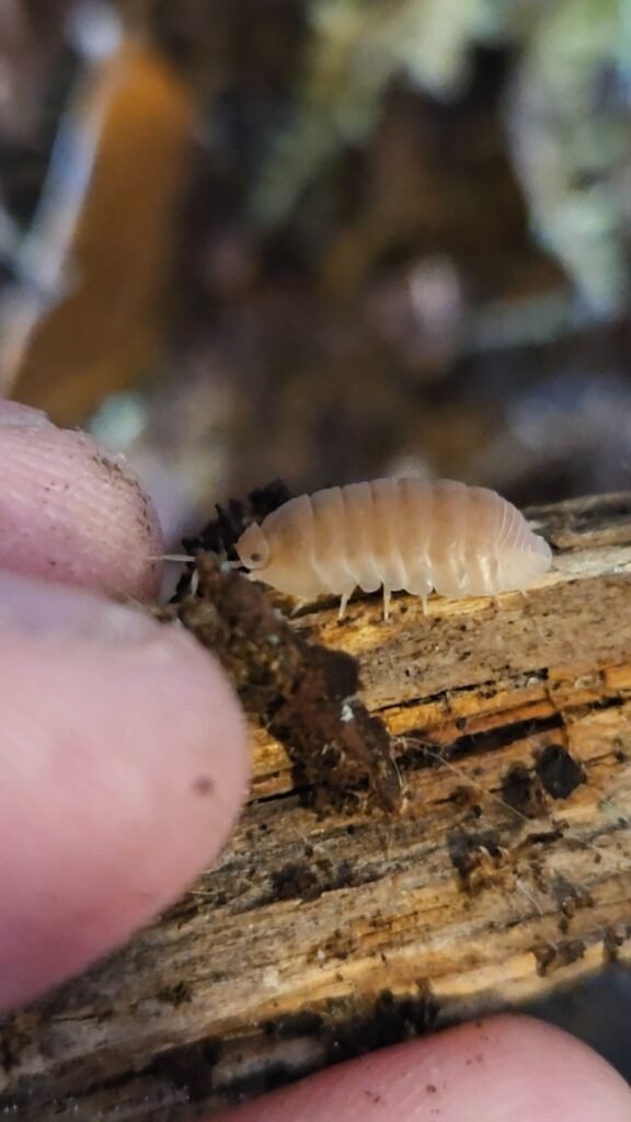 Citrus Laurarium colony photograph