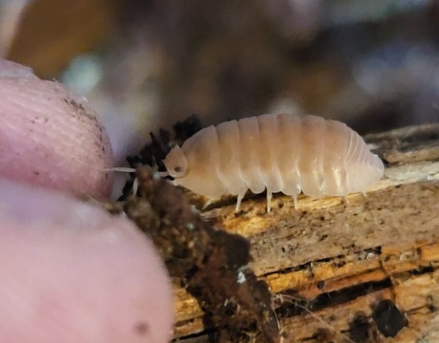 Citrus Laurarium colony photograph