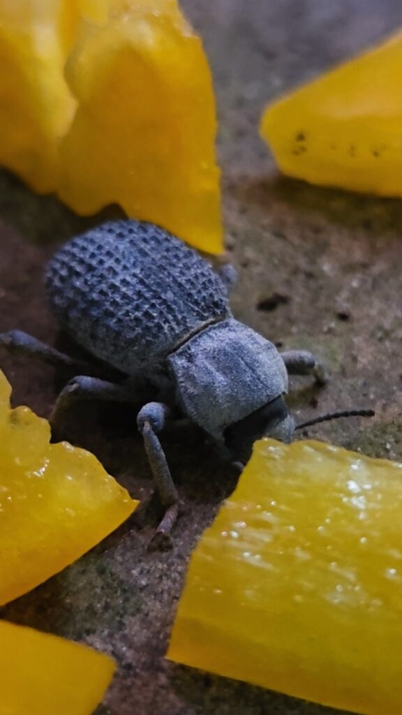 Blue Death Feigning Beetle