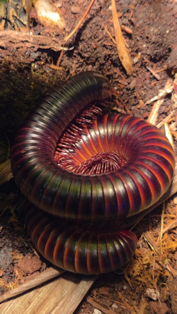 Giant African Millipede