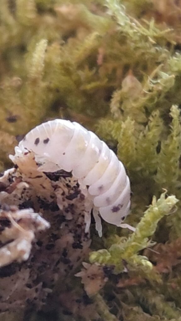 Dalmatian Laurarium colony photograph