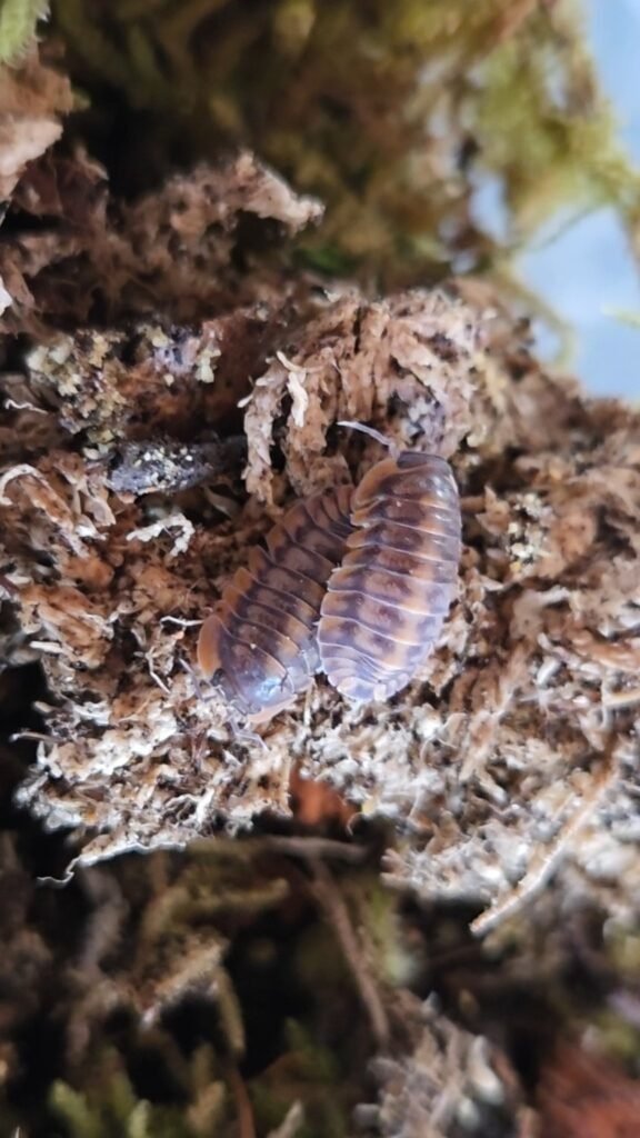 Red Tiger Laurarium culture photograph