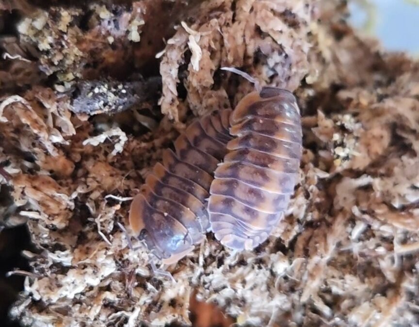 Red Tiger Laurarium colony photograph