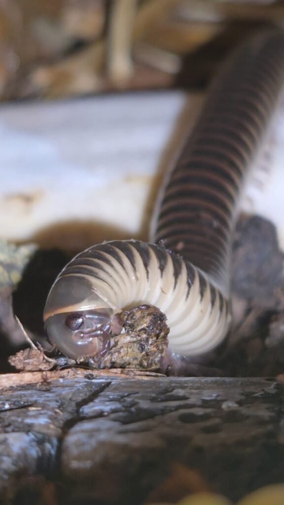 Florida Ivory Millipede Laurarium collection photograph