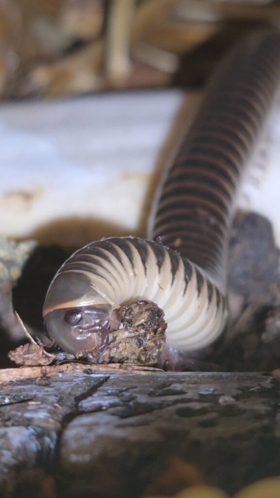 Florida Ivory Millipede