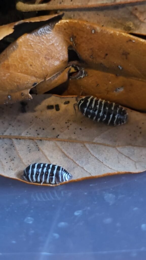 Zebra Isopod Laurarium colony photograph