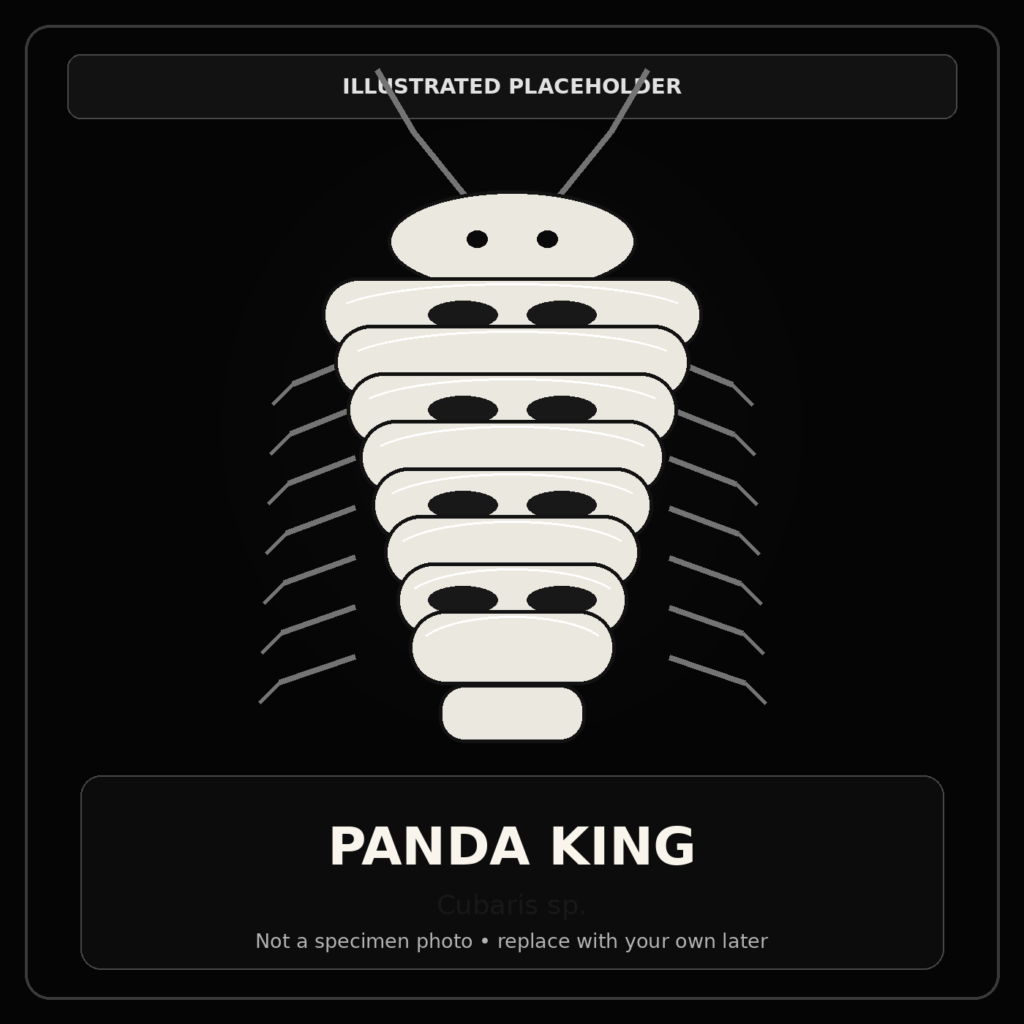 Panda King Laurarium colony photograph