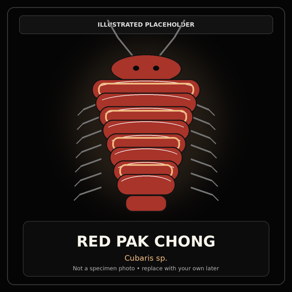 Red Pak Chong Laurarium colony photograph