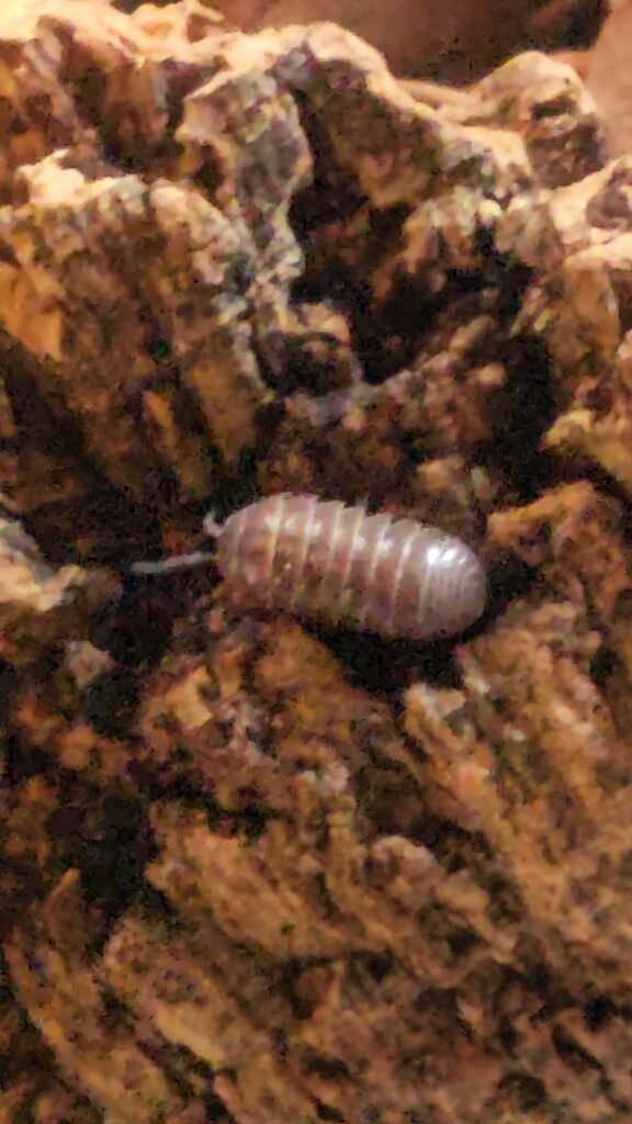 Powder Pink Laurarium colony photograph
