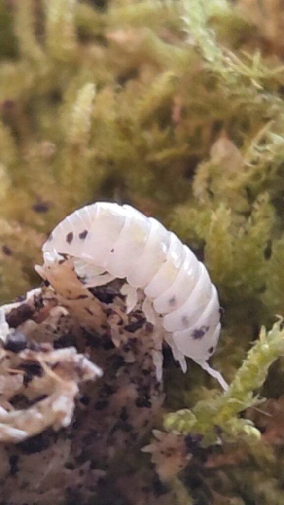 Dalmatian Laurarium gallery photograph