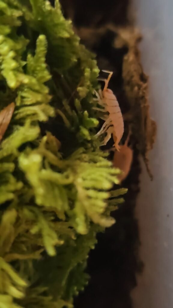 Powder Pink Laurarium gallery photograph