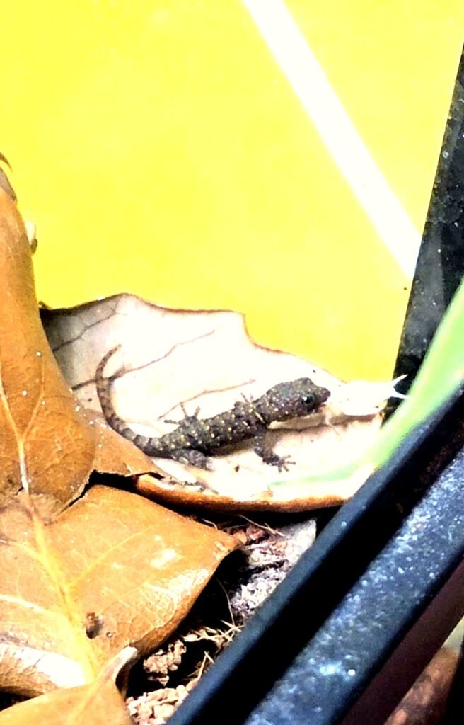 Beeker, Laurarium baby Yellow-Headed Gecko from Fudge and Brownie