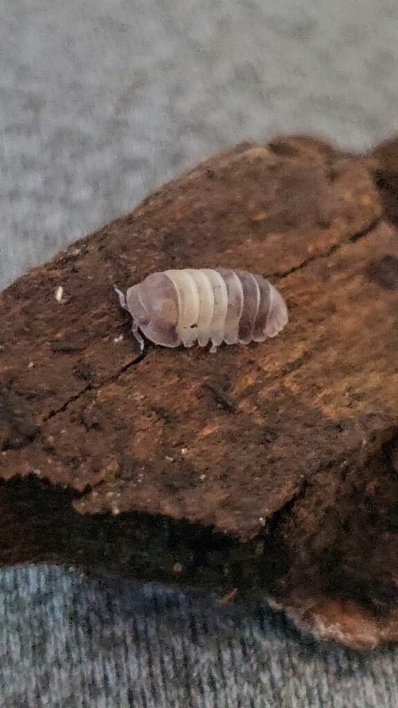 Panda King Laurarium colony photograph