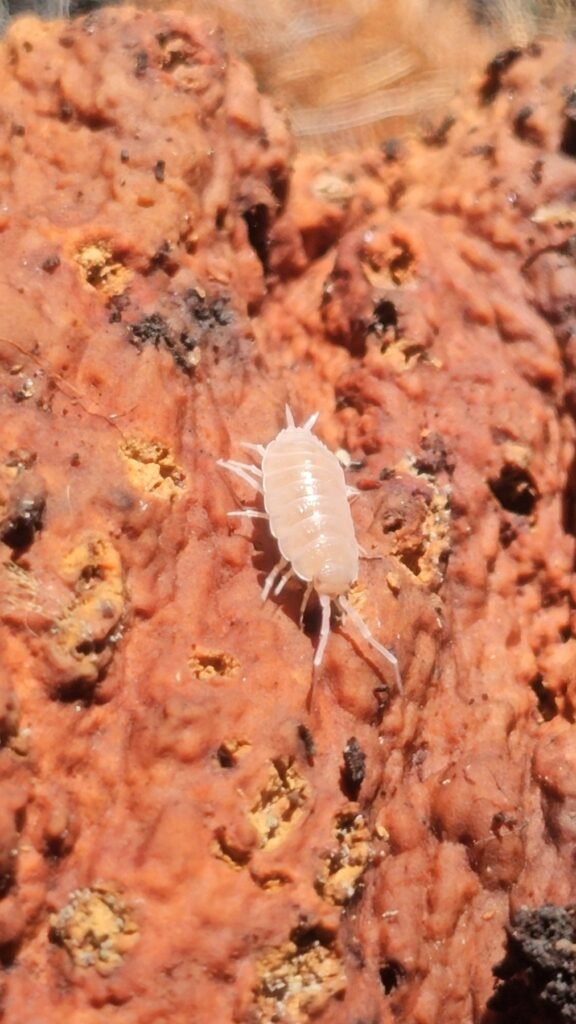 Powder Pink Laurarium gallery photograph