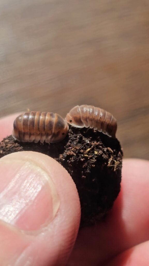 Red Pak Chong Laurarium colony photograph