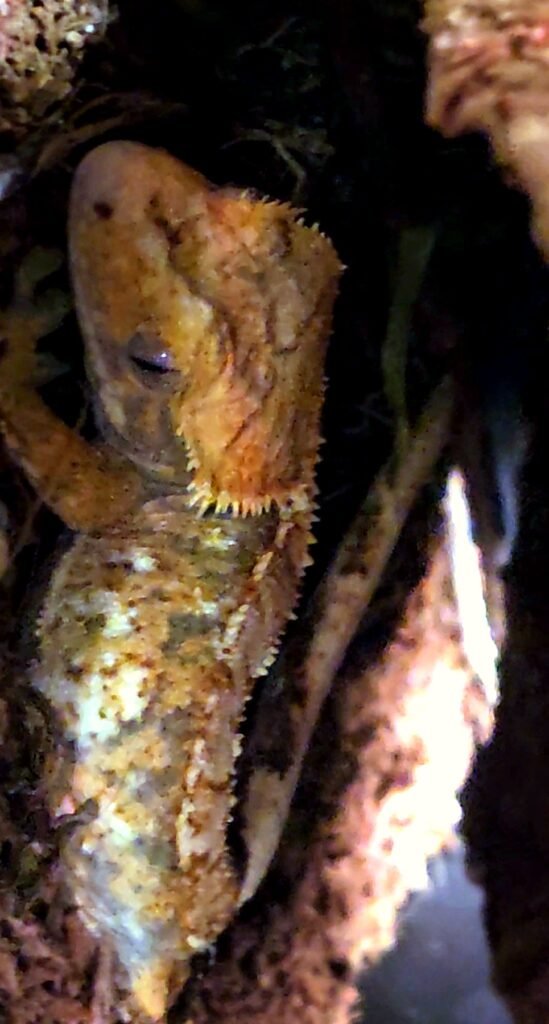 Sinister, Laurarium’s Crested Gecko