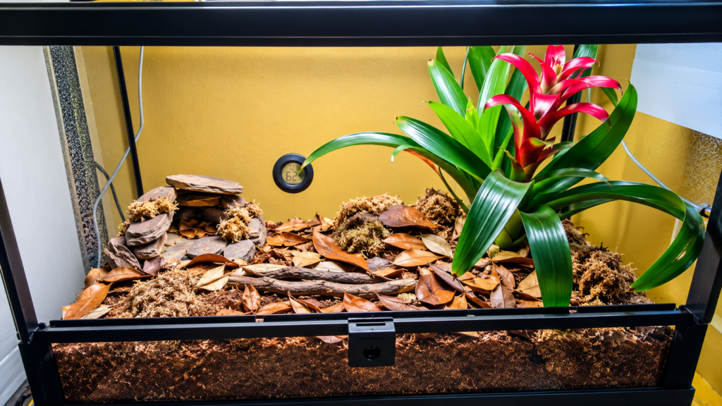 Fudge and Brownie parent Yellow-Headed Gecko enclosure