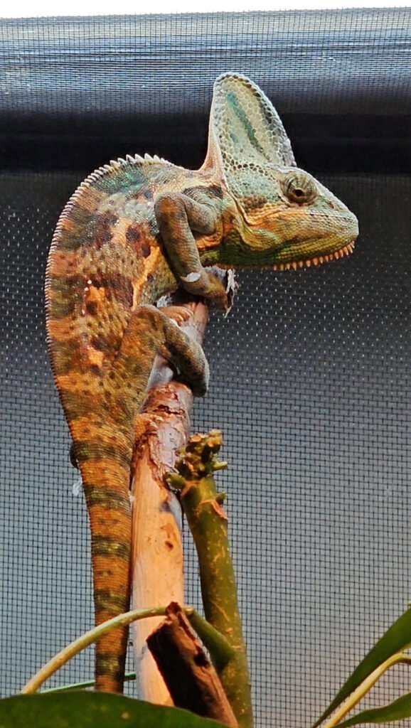Leon the veiled chameleon