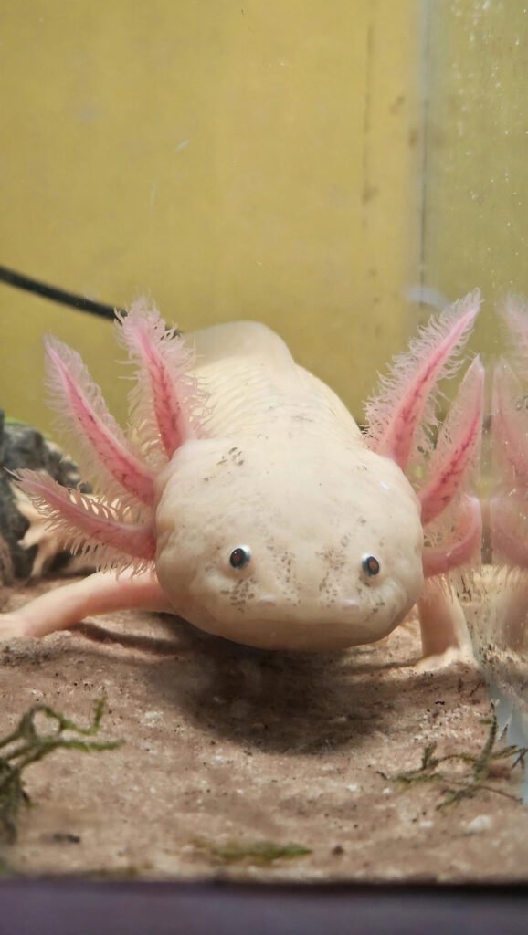 Pinky the axolotl